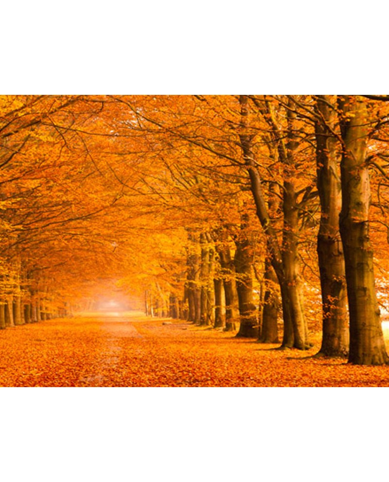 árboles en otoño cuadros de paisajes